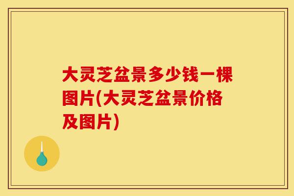 大灵芝盆景多少钱一棵图片(大灵芝盆景价格及图片)-第1张图片-灵芝之家 大灵芝盆景多少钱一棵图片(大灵芝盆景价格及图片)-第1张图片-灵芝之家