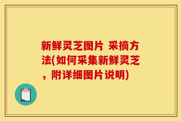 新鲜灵芝图片 采摘方法(如何采集新鲜灵芝,附详细图片说明)-第1张图片-灵芝之家 新鲜灵芝图片 采摘方法(如何采集新鲜灵芝,附详细图片说明)-第1张图片-灵芝之家