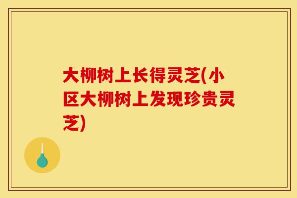 大柳树上长得灵芝(小区大柳树上发现珍贵灵芝)-第1张图片-灵芝之家 大柳树上长得灵芝(小区大柳树上发现珍贵灵芝)-第1张图片-灵芝之家