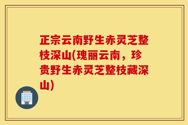 正宗云南野生赤灵芝整枝深山(瑰丽云南，珍贵野生赤灵芝整枝藏深山)-第1张图片-灵芝之家
