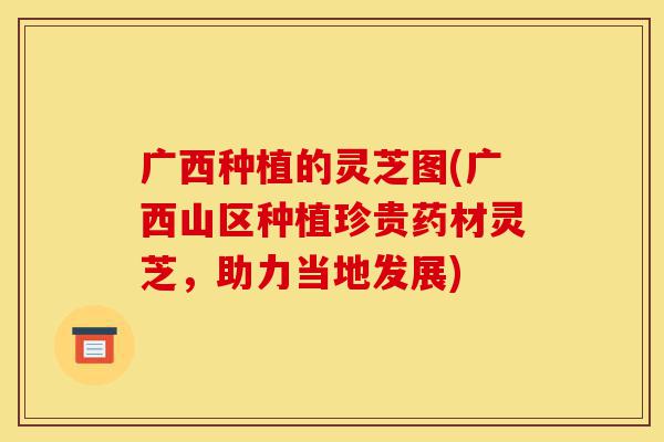 广西种植的灵芝图(广西山区种植珍贵药材灵芝,助力当地发展)-第1张图片-灵芝之家 广西种植的灵芝图(广西山区种植珍贵药材灵芝,助力当地发展)-第1张图片-灵芝之家