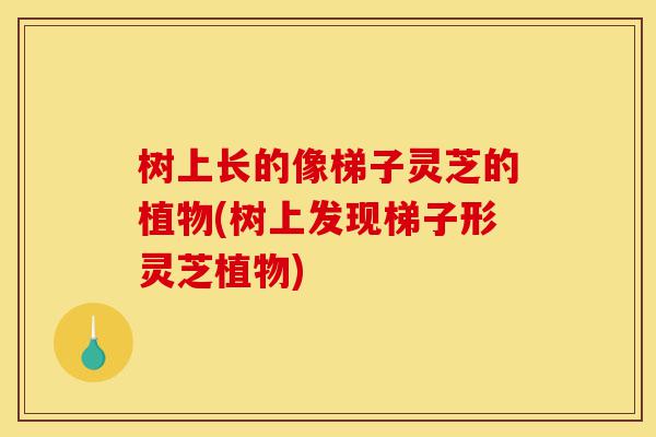 树上长的像梯子灵芝的植物(树上发现梯子形灵芝植物)-第1张图片-灵芝之家 树上长的像梯子灵芝的植物(树上发现梯子形灵芝植物)-第1张图片-灵芝之家