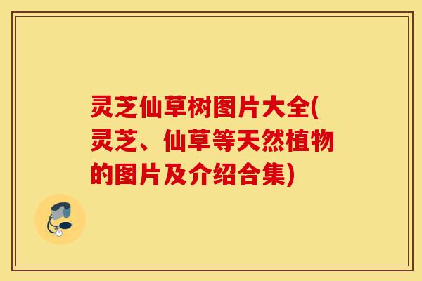 灵芝仙草树图片大全(灵芝、仙草等天然植物的图片及介绍合集)-第1张图片-灵芝之家 灵芝仙草树图片大全(灵芝、仙草等天然植物的图片及介绍合集)-第1张图片-灵芝之家