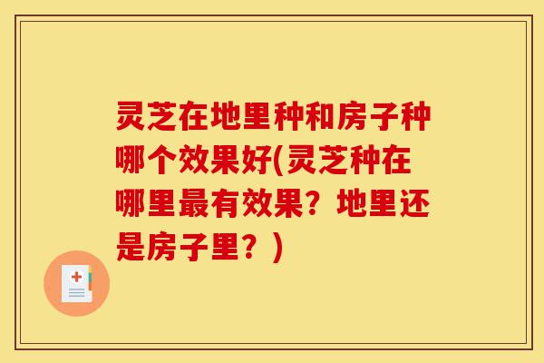 灵芝在地里种和房子种哪个效果好(灵芝种在哪里最有效果？地里还是房子里？)-第1张图片-灵芝之家