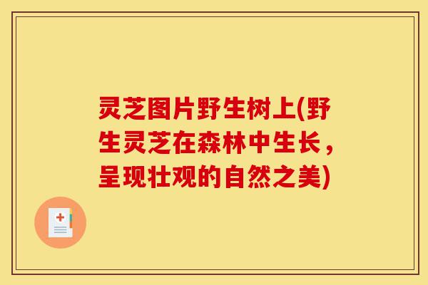 灵芝图片野生树上(野生灵芝在森林中生长,呈现壮观的自然之美)-第1张图片-灵芝之家 灵芝图片野生树上(野生灵芝在森林中生长,呈现壮观的自然之美)-第1张图片-灵芝之家