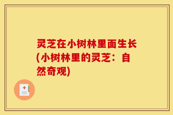 灵芝在小树林里面生长(小树林里的灵芝:自然奇观)-第1张图片-灵芝之家 灵芝在小树林里面生长(小树林里的灵芝:自然奇观)-第1张图片-灵芝之家
