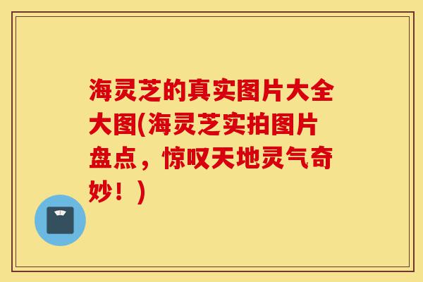 海灵芝的真实图片大全大图(海灵芝实拍图片盘点,惊叹天地灵气奇妙!)-第1张图片-灵芝之家 海灵芝的真实图片大全大图(海灵芝实拍图片盘点,惊叹天地灵气奇妙!)-第1张图片-灵芝之家