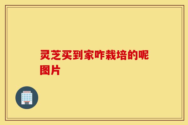 灵芝买到家咋栽培的呢图片-第1张图片-灵芝之家 灵芝买到家咋栽培的呢图片-第1张图片-灵芝之家