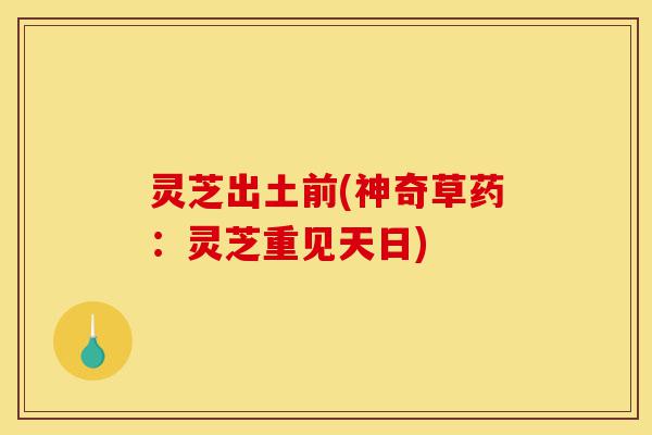 灵芝出土前(神奇草药:灵芝重见天日)-第1张图片-灵芝之家 灵芝出土前(神奇草药:灵芝重见天日)-第1张图片-灵芝之家
