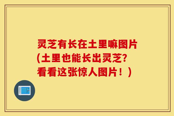 灵芝有长在土里嘛图片(土里也能长出灵芝?看看这张惊人图片!)-第1张图片-灵芝之家 灵芝有长在土里嘛图片(土里也能长出灵芝?看看这张惊人图片!)-第1张图片-灵芝之家