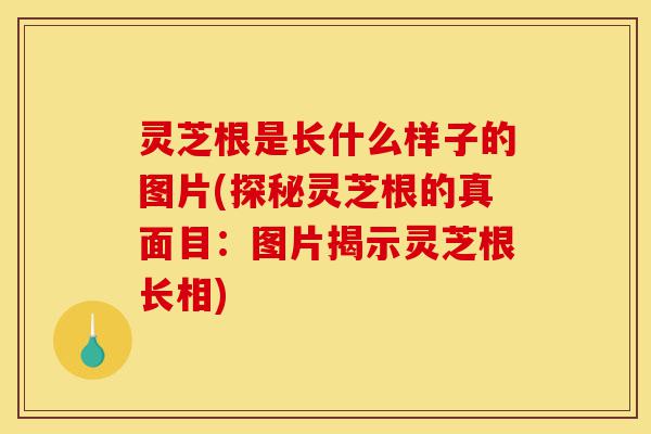 灵芝根是长什么样子的图片(探秘灵芝根的真面目:图片揭示灵芝根长相)-第1张图片-灵芝之家 灵芝根是长什么样子的图片(探秘灵芝根的真面目:图片揭示灵芝根长相)-第1张图片-灵芝之家