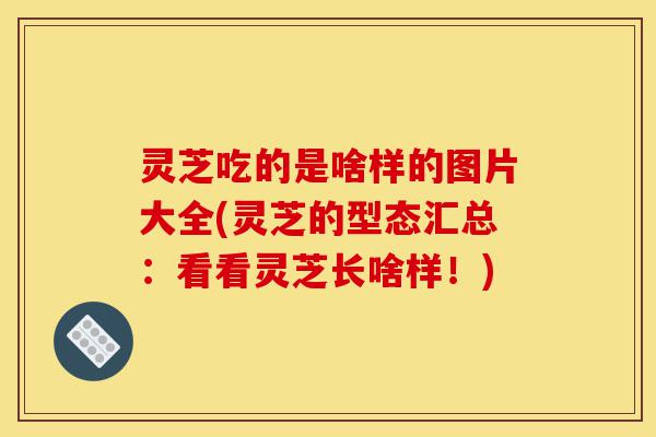 灵芝吃的是啥样的图片大全(灵芝的型态汇总：看看灵芝长啥样！)-第1张图片-灵芝之家