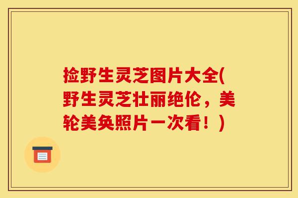 捡野生灵芝图片大全(野生灵芝壮丽绝伦,美轮美奂照片一次看!)-第1张图片-灵芝之家 捡野生灵芝图片大全(野生灵芝壮丽绝伦,美轮美奂照片一次看!)-第1张图片-灵芝之家
