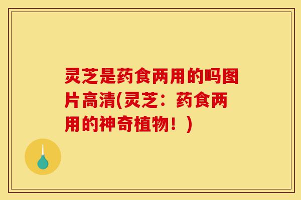 灵芝是药食两用的吗图片高清(灵芝:药食两用的神奇植物!)-第1张图片-灵芝之家 灵芝是药食两用的吗图片高清(灵芝:药食两用的神奇植物!)-第1张图片-灵芝之家