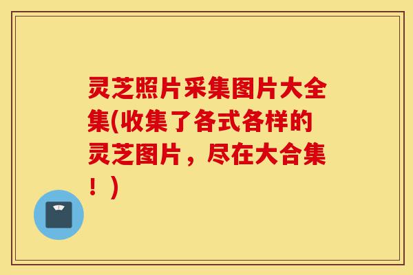 灵芝照片采集图片大全集(收集了各式各样的灵芝图片,尽在大合集!)-第1张图片-灵芝之家 灵芝照片采集图片大全集(收集了各式各样的灵芝图片,尽在大合集!)-第1张图片-灵芝之家