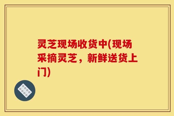 灵芝现场收货中(现场采摘灵芝,新鲜送货上门)-第1张图片-灵芝之家 灵芝现场收货中(现场采摘灵芝,新鲜送货上门)-第1张图片-灵芝之家
