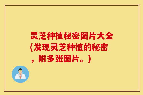 灵芝种植秘密图片大全(发现灵芝种植的秘密,附多张图片。)-第1张图片-灵芝之家 灵芝种植秘密图片大全(发现灵芝种植的秘密,附多张图片。)-第1张图片-灵芝之家