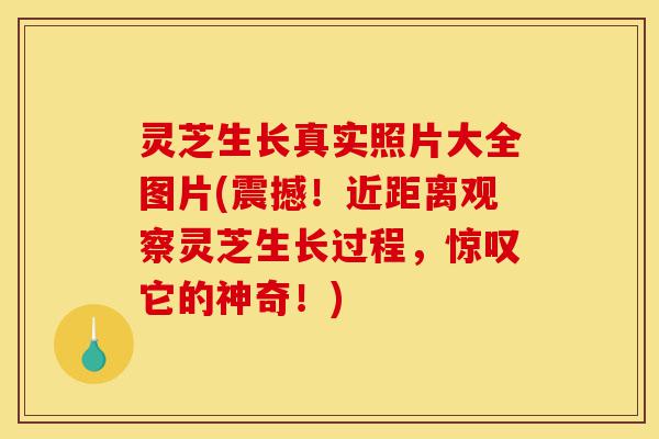 灵芝生长真实照片大全图片(震撼!近距离观察灵芝生长过程,惊叹它的神奇!)-第1张图片-灵芝之家 灵芝生长真实照片大全图片(震撼!近距离观察灵芝生长过程,惊叹它的神奇!)-第1张图片-灵芝之家