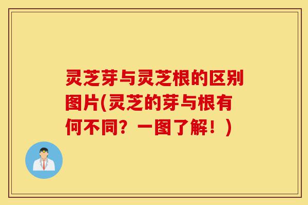 灵芝芽与灵芝根的区别图片(灵芝的芽与根有何不同?一图了解!)-第1张图片-灵芝之家 灵芝芽与灵芝根的区别图片(灵芝的芽与根有何不同?一图了解!)-第1张图片-灵芝之家