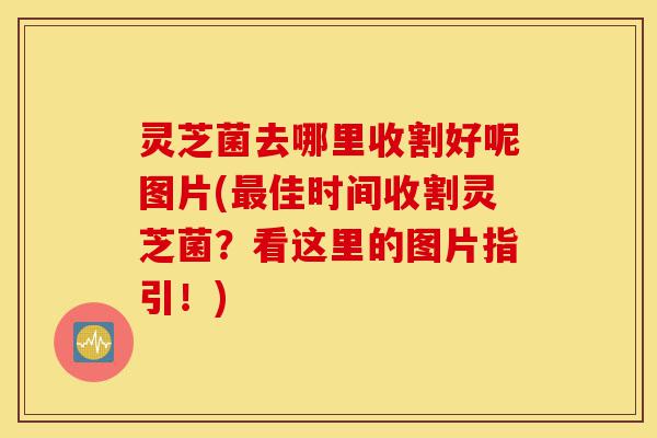 灵芝菌去哪里收割好呢图片(最佳时间收割灵芝菌?看这里的图片指引!)-第1张图片-灵芝之家 灵芝菌去哪里收割好呢图片(最佳时间收割灵芝菌?看这里的图片指引!)-第1张图片-灵芝之家