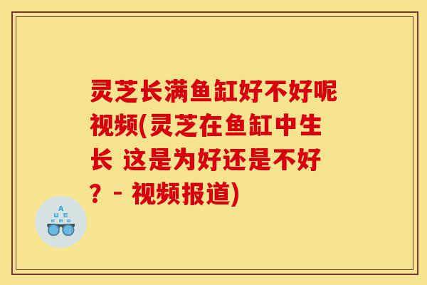 灵芝长满鱼缸好不好呢视频(灵芝在鱼缸中生长 这是为好还是不好?- 视频报道)-第1张图片-灵芝之家 灵芝长满鱼缸好不好呢视频(灵芝在鱼缸中生长 这是为好还是不好?- 视频报道)-第1张图片-灵芝之家
