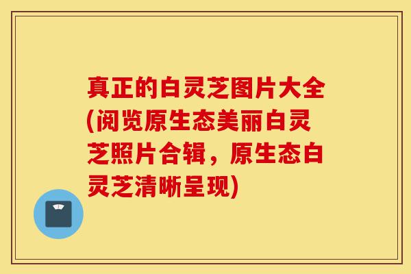 真正的白灵芝图片大全(阅览原生态美丽白灵芝照片合辑,原生态白灵芝清晰呈现)-第1张图片-灵芝之家 真正的白灵芝图片大全(阅览原生态美丽白灵芝照片合辑,原生态白灵芝清晰呈现)-第1张图片-灵芝之家