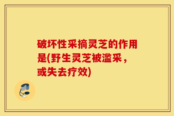 破坏性采摘灵芝的作用是(野生灵芝被滥采,或失去疗效)-第1张图片-灵芝之家 破坏性采摘灵芝的作用是(野生灵芝被滥采,或失去疗效)-第1张图片-灵芝之家
