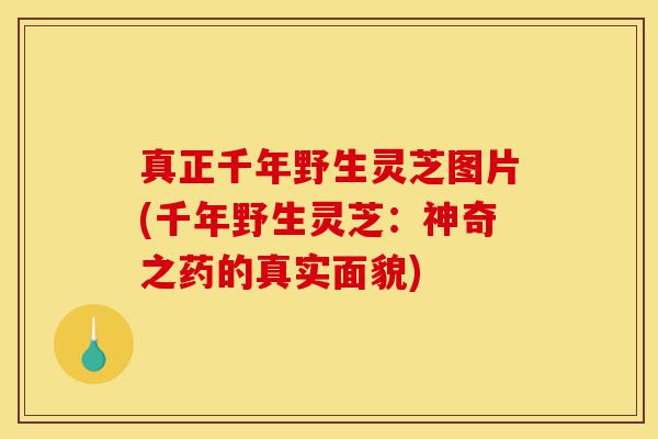 真正千年野生灵芝图片(千年野生灵芝:神奇之药的真实面貌)-第1张图片-灵芝之家 真正千年野生灵芝图片(千年野生灵芝:神奇之药的真实面貌)-第1张图片-灵芝之家