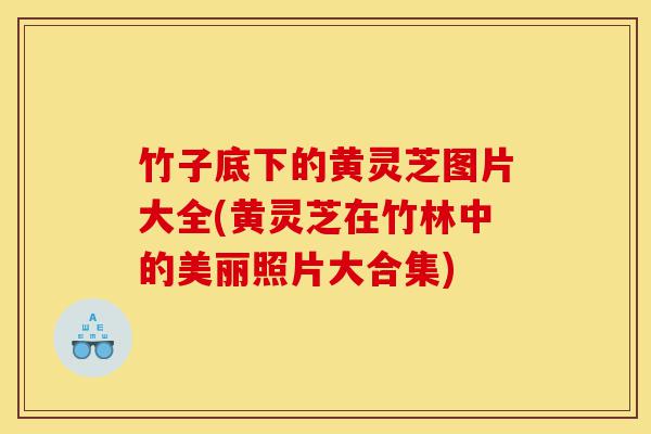 竹子底下的黄灵芝图片大全(黄灵芝在竹林中的美丽照片大合集)-第1张图片-灵芝之家 竹子底下的黄灵芝图片大全(黄灵芝在竹林中的美丽照片大合集)-第1张图片-灵芝之家