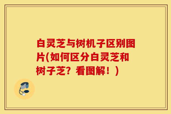 白灵芝与树机子区别图片(如何区分白灵芝和树子芝？看图解！)-第1张图片-灵芝之家