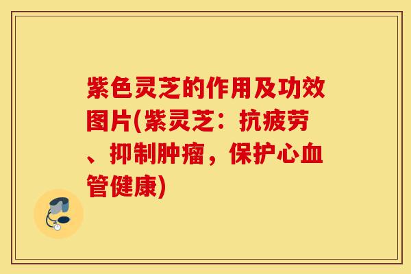 紫色灵芝的作用及功效图片(紫灵芝:抗疲劳、抑制肿瘤,保护心血管健康)-第1张图片-灵芝之家 紫色灵芝的作用及功效图片(紫灵芝:抗疲劳、抑制肿瘤,保护心血管健康)-第1张图片-灵芝之家