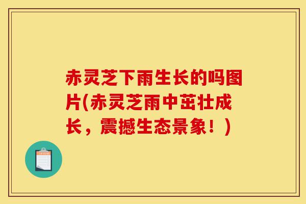 赤灵芝下雨生长的吗图片(赤灵芝雨中茁壮成长,震撼生态景象!)-第1张图片-灵芝之家 赤灵芝下雨生长的吗图片(赤灵芝雨中茁壮成长,震撼生态景象!)-第1张图片-灵芝之家