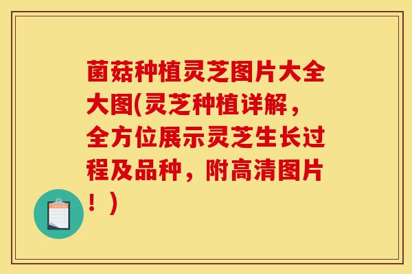 菌菇种植灵芝图片大全大图(灵芝种植详解,全方位展示灵芝生长过程及品种,附高清图片!)-第1张图片-灵芝之家 菌菇种植灵芝图片大全大图(灵芝种植详解,全方位展示灵芝生长过程及品种,附高清图片!)-第1张图片-灵芝之家