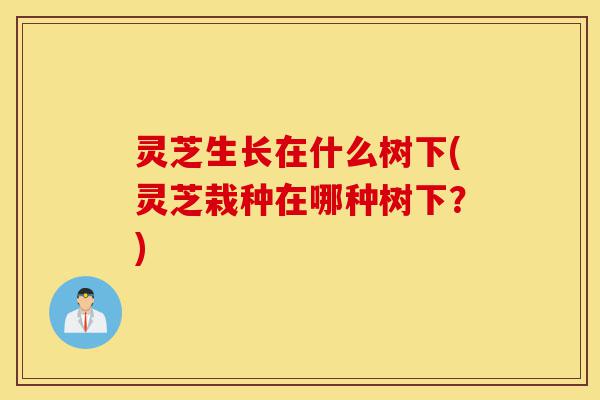灵芝生长在什么树下(灵芝栽种在哪种树下？)-第1张图片-灵芝之家