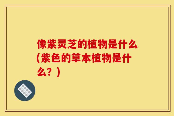 像紫灵芝的植物是什么(紫色的草本植物是什么?)-第1张图片-灵芝之家 像紫灵芝的植物是什么(紫色的草本植物是什么?)-第1张图片-灵芝之家