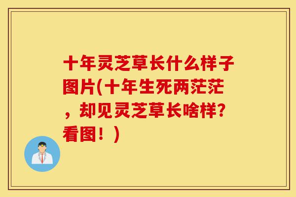 十年灵芝草长什么样子图片(十年生死两茫茫,却见灵芝草长啥样?看图!)-第1张图片-灵芝之家 十年灵芝草长什么样子图片(十年生死两茫茫,却见灵芝草长啥样?看图!)-第1张图片-灵芝之家