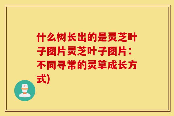 什么树长出的是灵芝叶子图片灵芝叶子图片:不同寻常的灵草成长方式)-第1张图片-灵芝之家 什么树长出的是灵芝叶子图片灵芝叶子图片:不同寻常的灵草成长方式)-第1张图片-灵芝之家