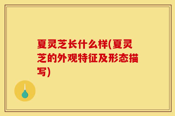 夏灵芝长什么样(夏灵芝的外观特征及形态描写)-第1张图片-灵芝之家 夏灵芝长什么样(夏灵芝的外观特征及形态描写)-第1张图片-灵芝之家