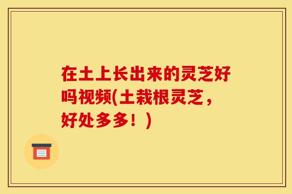 在土上长出来的灵芝好吗视频(土栽根灵芝,好处多多!)-第1张图片-灵芝之家 在土上长出来的灵芝好吗视频(土栽根灵芝,好处多多!)-第1张图片-灵芝之家