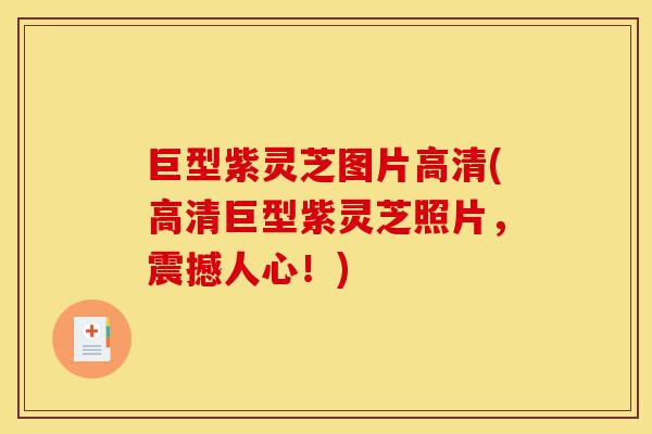 巨型紫灵芝图片高清(高清巨型紫灵芝照片,震撼人心!)-第1张图片-灵芝之家 巨型紫灵芝图片高清(高清巨型紫灵芝照片,震撼人心!)-第1张图片-灵芝之家
