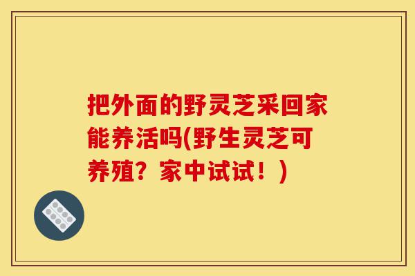 把外面的野灵芝采回家能养活吗(野生灵芝可养殖?家中试试!)-第1张图片-灵芝之家 把外面的野灵芝采回家能养活吗(野生灵芝可养殖?家中试试!)-第1张图片-灵芝之家