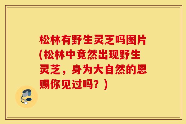 松林有野生灵芝吗图片(松林中竟然出现野生灵芝,身为大自然的恩赐你见过吗?)-第1张图片-灵芝之家 松林有野生灵芝吗图片(松林中竟然出现野生灵芝,身为大自然的恩赐你见过吗?)-第1张图片-灵芝之家