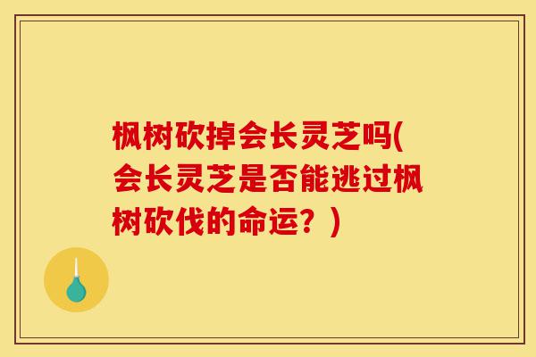 枫树砍掉会长灵芝吗(会长灵芝是否能逃过枫树砍伐的命运?)-第1张图片-灵芝之家 枫树砍掉会长灵芝吗(会长灵芝是否能逃过枫树砍伐的命运?)-第1张图片-灵芝之家