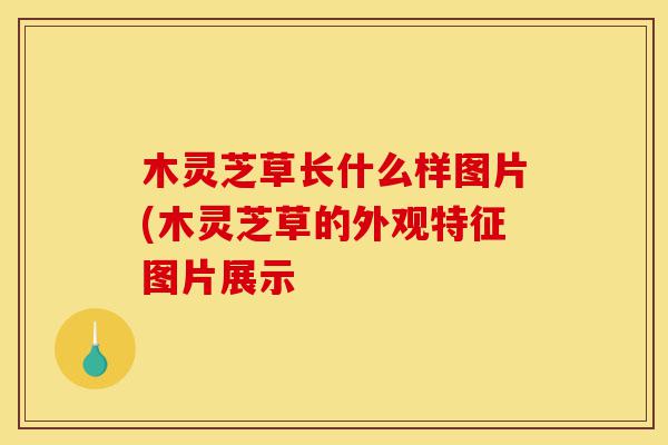 木灵芝草长什么样图片(木灵芝草的外观特征图片展示-第1张图片-灵芝之家