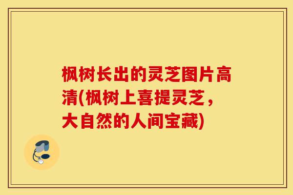 枫树长出的灵芝图片高清(枫树上喜提灵芝,大自然的人间宝藏)-第1张图片-灵芝之家 枫树长出的灵芝图片高清(枫树上喜提灵芝,大自然的人间宝藏)-第1张图片-灵芝之家