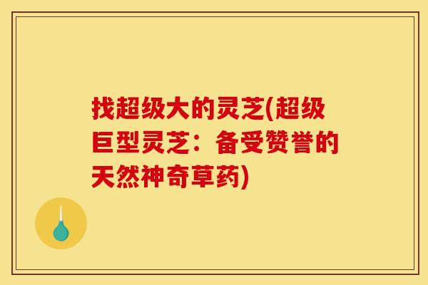 找超级大的灵芝(超级巨型灵芝:备受赞誉的天然神奇草药)-第1张图片-灵芝之家 找超级大的灵芝(超级巨型灵芝:备受赞誉的天然神奇草药)-第1张图片-灵芝之家