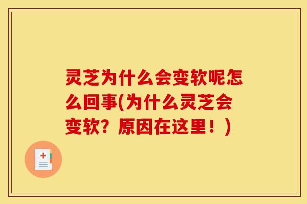 灵芝为什么会变软呢怎么回事(为什么灵芝会变软?原因在这里!)-第1张图片-灵芝之家 灵芝为什么会变软呢怎么回事(为什么灵芝会变软?原因在这里!)-第1张图片-灵芝之家