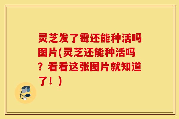 灵芝发了霉还能种活吗图片(灵芝还能种活吗?看看这张图片就知道了!)-第1张图片-灵芝之家 灵芝发了霉还能种活吗图片(灵芝还能种活吗?看看这张图片就知道了!)-第1张图片-灵芝之家