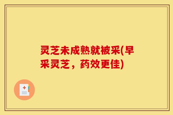 灵芝未成熟就被采(早采灵芝，药效更佳)-第1张图片-灵芝之家