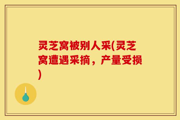 灵芝窝被别人采(灵芝窝遭遇采摘,产量受损)-第1张图片-灵芝之家 灵芝窝被别人采(灵芝窝遭遇采摘,产量受损)-第1张图片-灵芝之家